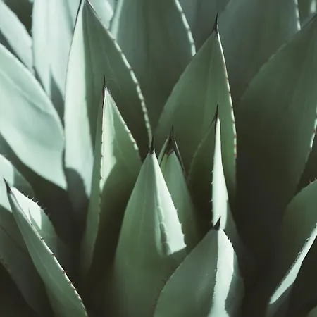 Apartmán Agave A